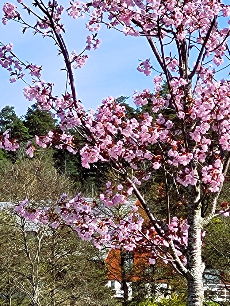 Körsbärsträden blommar för första gången på Ekerö Strand