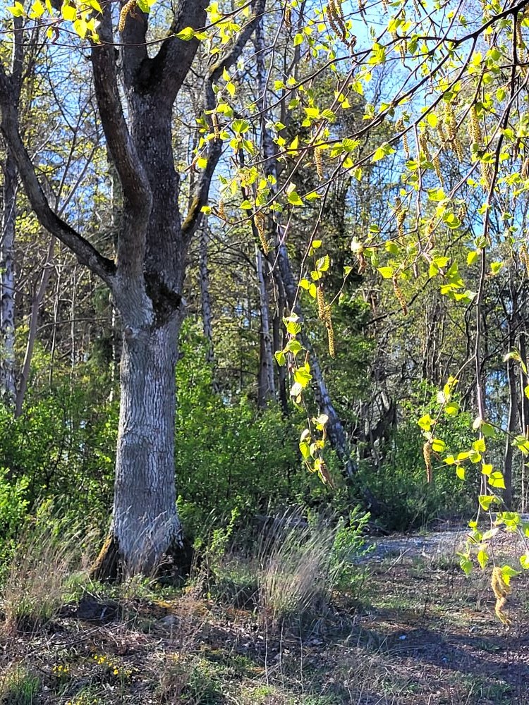 Ekerö Strands östra del