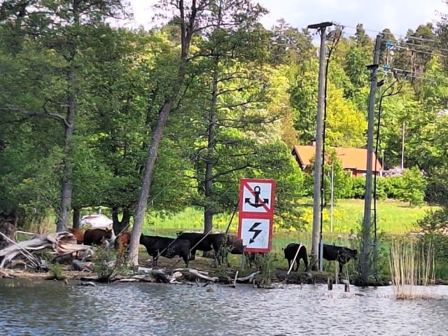 Boskap vid Tappströmskanalen